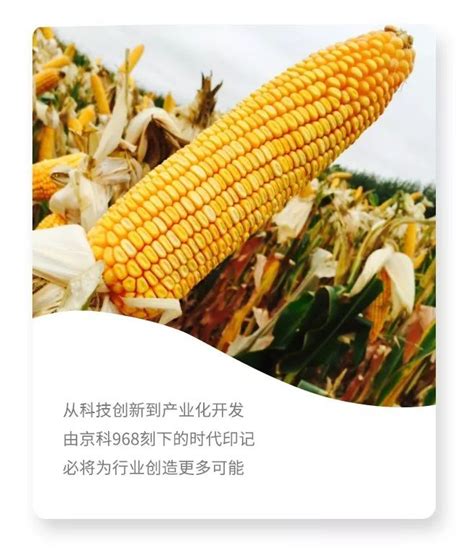 北京种 中国芯 领跑的玉米种子-华商经济网