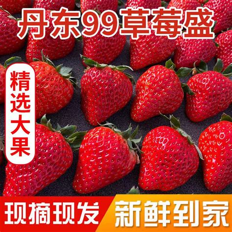 丹东99牛奶草莓新鲜3斤奶油红颜大草莓水果现摘现发-淘宝网