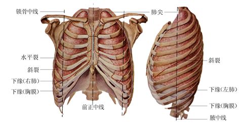 胸腔图图片