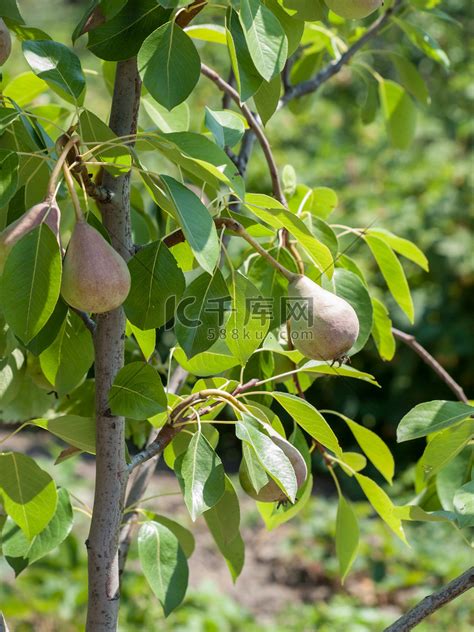 成熟夏季在果园的梨树上熟自然一种高清图片下载-正版图片307539701-摄图网