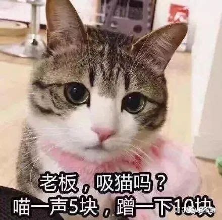 猫为什么一直发出咕噜咕噜的声音 – 中国宠物网