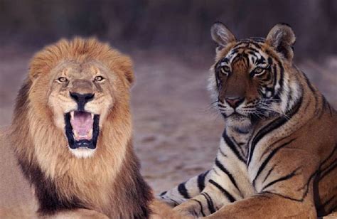老虎和狮子谁厉害？东汉皇帝做了个实验