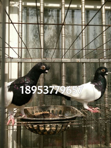观赏鸽摩登那鸽子养殖场 红色摩登那鸽子多少钱一对-阿里巴巴