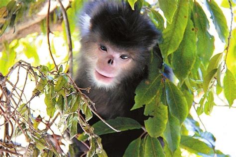 人与自然 | 智慧生灵——金丝猴 - 成都博物馆