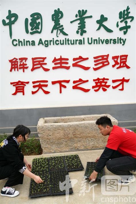 中国农业大学新闻网 媒体农大/科技之窗 中国农业大学科技小院扎根田间地头助农为农