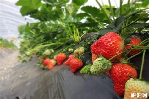 息烽县草莓种植基地有哪些-旅游官网