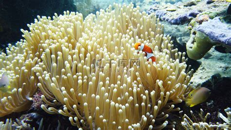 水族馆珊瑚海葵小丑鱼图片 - 站长素材