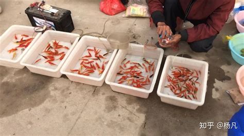 广州卖观赏鱼工资:卖观赏鱼赚钱吗 - 斯维尼关刀鱼 - 广州观赏鱼批发市场
