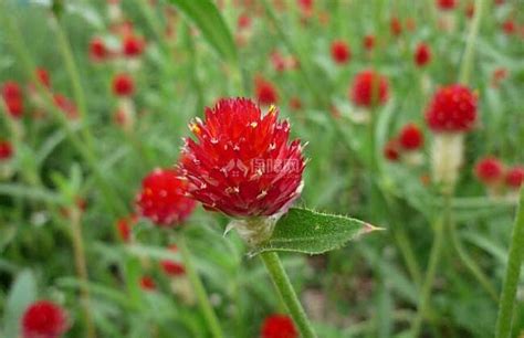 千日红它是一种不会褪色的花，花色鲜艳靓丽，跟着养护专家学起来|千日红|花色|开花期_新浪新闻