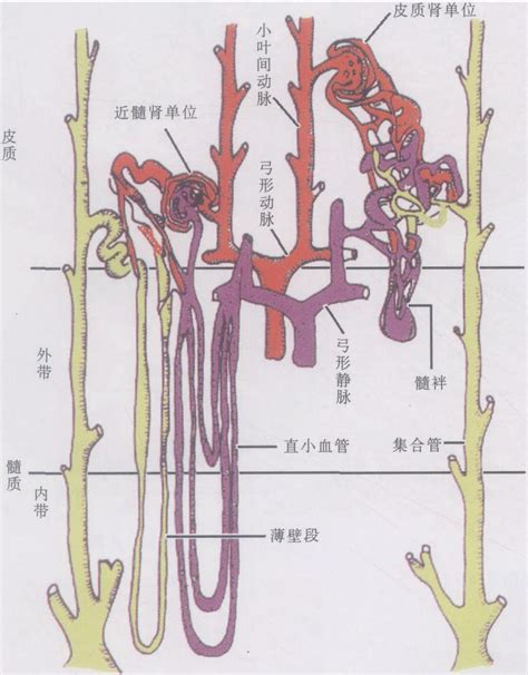 肾结构图图片