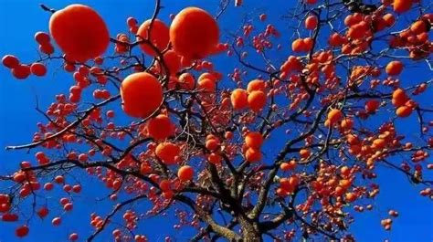 【柿子树，柿子摄影图片】户外生态摄影_太平洋电脑网摄影部落