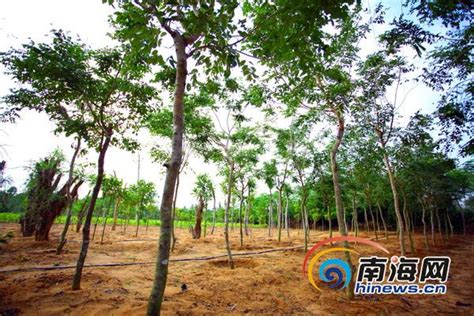 中国十大珍贵树种，名贵树木_木材