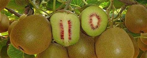 红心猕猴桃种植技术， 附种植技术介绍 - 农敢网