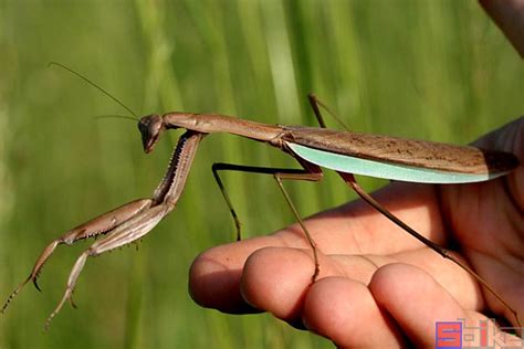一只绿螳螂养着另一只悬挂的昆虫高清摄影大图-千库网