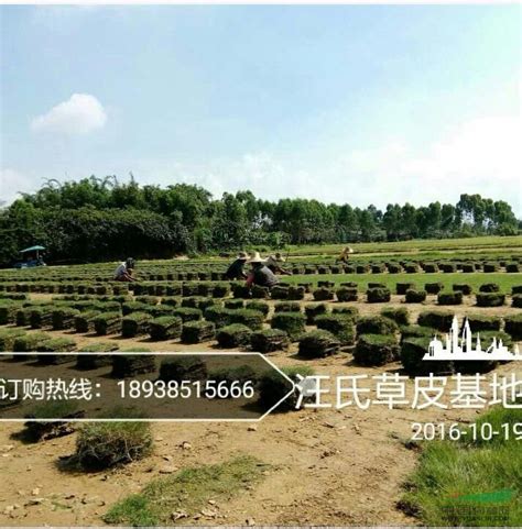 广州人工草皮厂家批发20mm人造草坪，休闲景观装饰人工草塑料 - - 植草格\砖供应 - 园林资材网