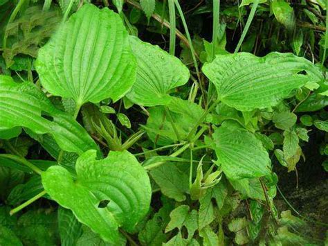 百部图片_百部种植_百部种类-动植物