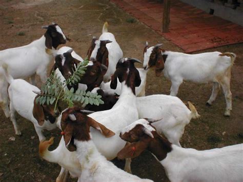 黑山羊价格养殖场养殖价格 全国 德州驴-食品商务网
