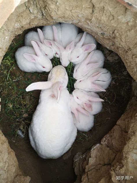 两只小白兔高清图片下载_红动中国