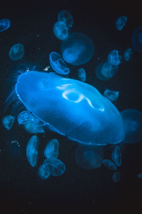 蓝色透明的水母群-欧莱凯设计网
