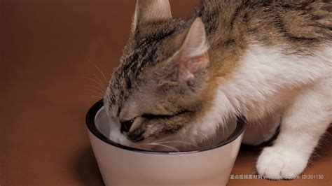 猫咪吃猫粮视频素材,其它视频素材下载,高清3840X2160视频素材下载,凌点视频素材网,编号:301130