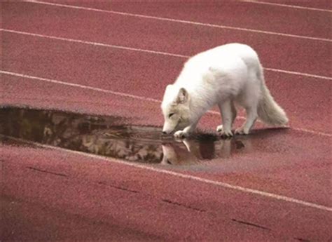 杭州萧山某校园惊现一只可能来自北极的“白狐”！ - 中国生物多样性保护与绿色发展基金会
