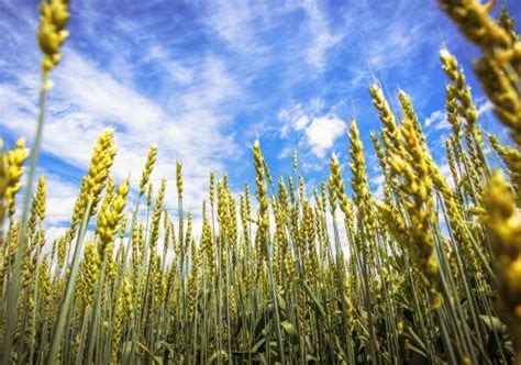 河南小麦种植时间，每亩播种多少斤（河南小麦种植时间,每亩播种多少斤种子）_生活百科