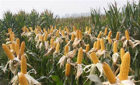 玉米的外形特征描述 玉米的种植方法 - 农村致富网