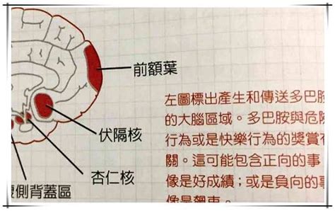 中国科学家证明多巴胺抗炎的分子基础-公司动态-广州誉维生物科技仪器有限公司