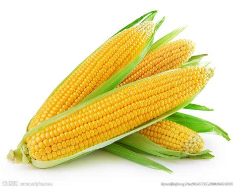 玉米有哪些种类,常规,饲用(第2页)_大山谷图库
