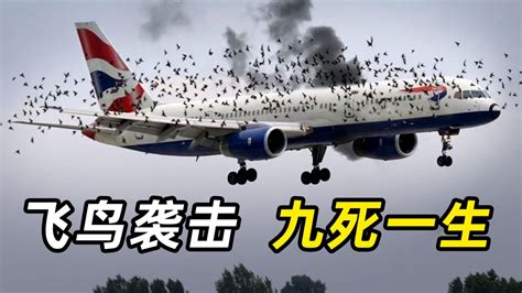 鸟撞飞机能产生130吨的力！历史中鸟击的13次航空事故|陈光谈航空125