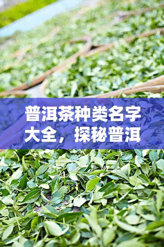 普洱茶好听的名字大全_普洱茶