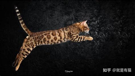 孟加拉豹猫的优点和缺点 - 知乎
