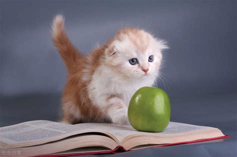 科普篇｜猫咪能吃的水果和不能吃的水果都有哪些呢？