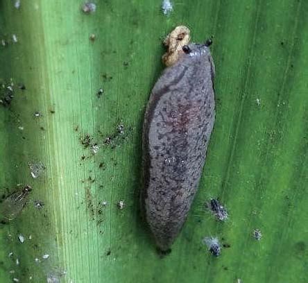 野蛞蝓-鲜食玉米病虫害诊断与防治-图片