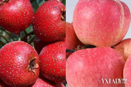 【图】降血压的水果有哪些 适量食用助恢复_降血压的水果_伊秀健康网|yxlady.com