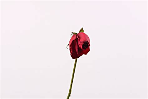 红玫瑰不开花背景自然高清图片下载-正版图片505797272-摄图网