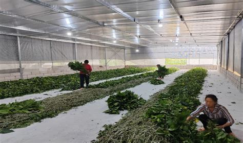 河南省蚕科院专家组莅临鲁山指导春季蚕业生产 - 中国网客户端