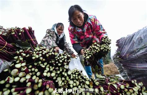 贵州松桃：油茶车间生产忙-人民图片网