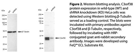 Wb-Validated C3orf38 Knockdown Cell Lysate Kit#L61338-合肥善本生物科技有限公司