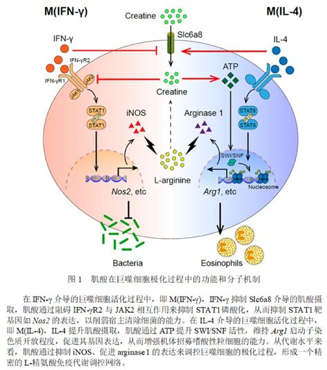 清华大学免疫所胡小玉课题组在Immunity发文揭示代谢分子肌酸的免疫调节功能 - 清华大学免疫学研究所