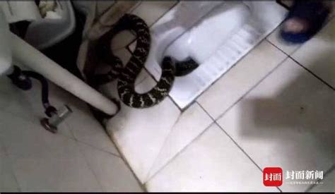 女子准备卫生间洗澡 厕所蹲便器内冒出一条蛇(图)|蹲便器|大蛇|女士_新浪新闻