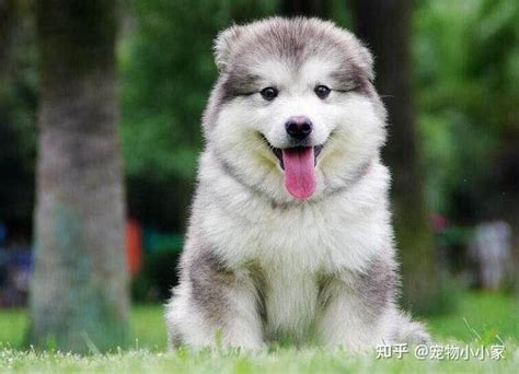 贵阳阿拉斯加幼犬价格多少 贵州出售阿拉斯加小狗包品质 - 狗市场