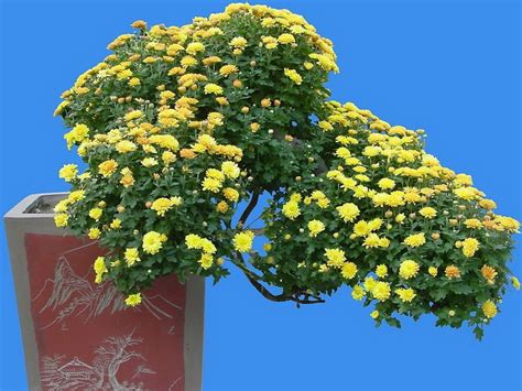 四季常青的盆景植物有哪些?常绿的观花盆景介绍-行业新闻-中国花木网
