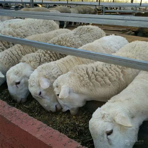 2021年小尾寒羊价格 今日小尾寒羊活羊价格 全国-食品商务网