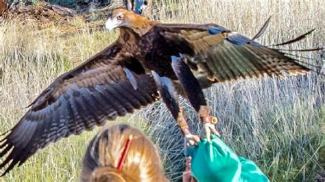 阿根廷巨鹰能叼起多重的猎物飞行？它能叼起人类吗？|巨鹰|阿根廷|金雕_新浪新闻