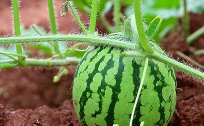 自己种的西瓜为什么不甜-如何保证西瓜的甜度-趣丁网