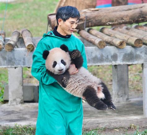 大熊猫“莽仔”的幺儿有名字啦！叫“莽灿灿”