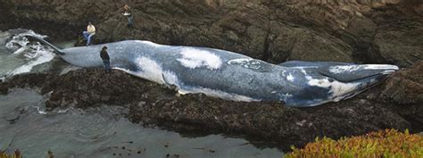 巨型蓝鲸尸体被冲上美国加州海岸,鲸 - 滚动新闻 - 温州网