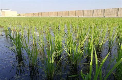 揭秘！袁隆平团队如何在迪拜沙漠种出水稻？-天下事-长沙晚报网