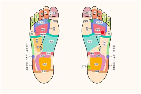 脚底对应的器官图图片 脚底对应的器官图图片